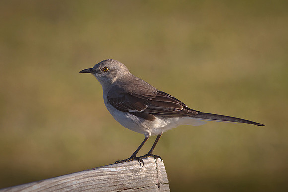 Northern Mockingbird
