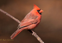 Northern Cardinal