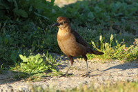 Grackle