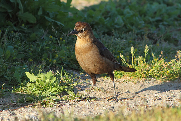 Grackle