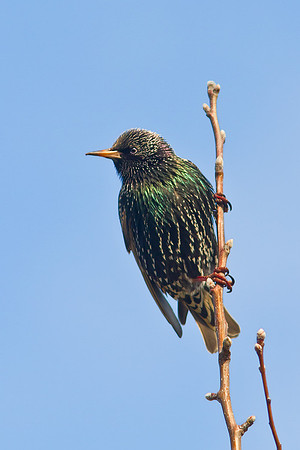 Starling