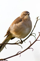 Northern Mockingbird
