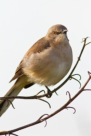 Northern Mockingbird
