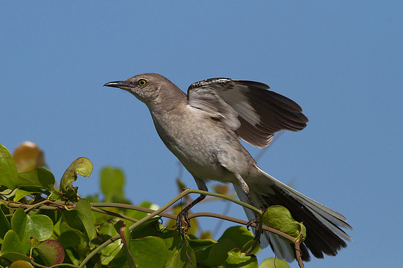 Northern Mockingbird