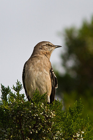 Northern Mockingbird