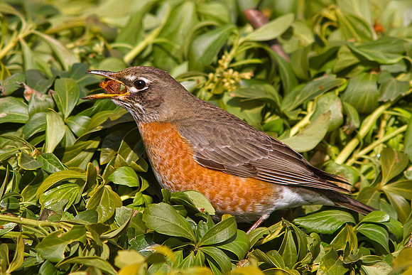 American Robin
