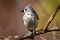 Tufted Titmouse