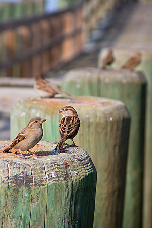 Sparrows