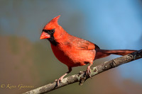 Northern Cardinal