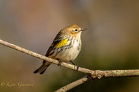 Yellow-Rumped Warbler