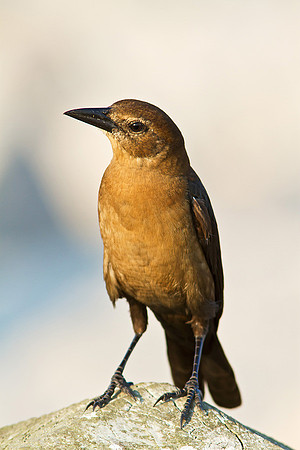 Grackle