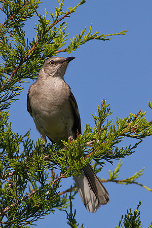 Northern Mockingbird