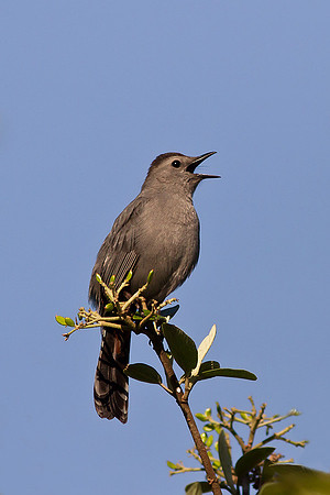 Gray Catbird