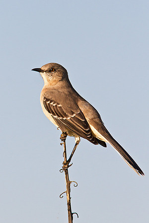 Northern Mockingbird