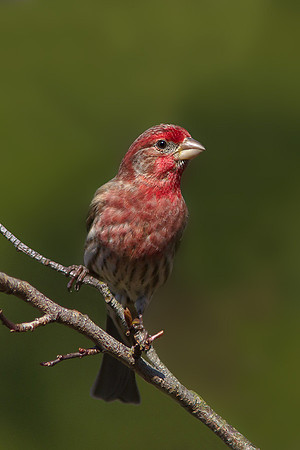 Male House Finch