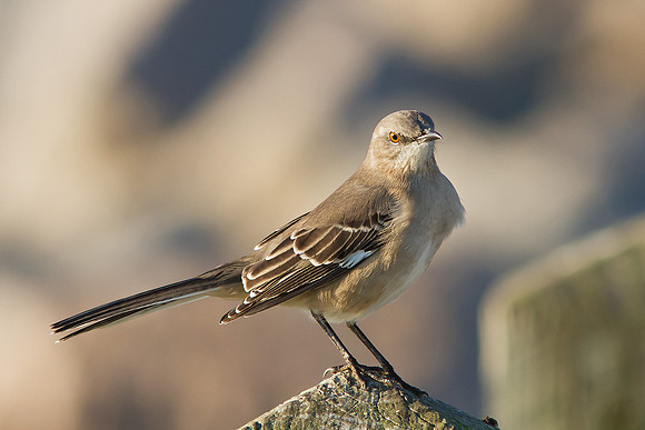 Northern Mockingbird