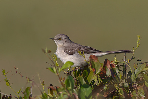 Northern Mockingbird