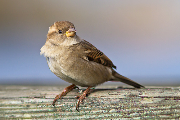 Sparrow