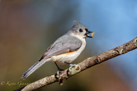 Tufted Titmouse