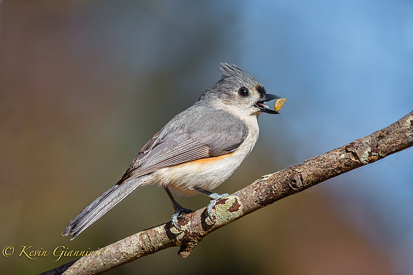 Tufted Titmouse