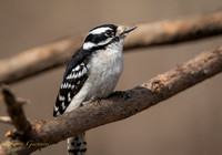 Downy Woodpecker