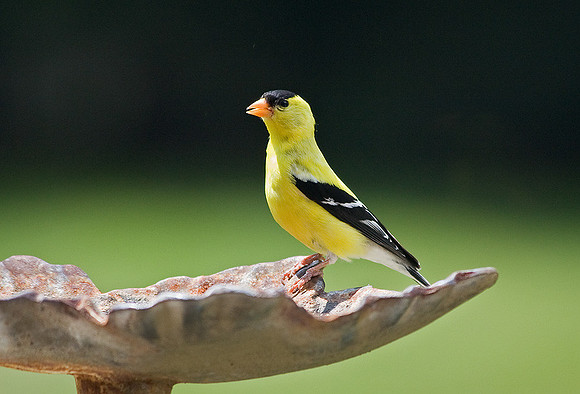 Gold finch