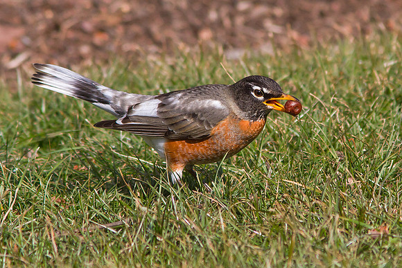 Hungry Robin
