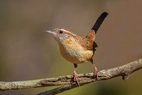 Carolina Wren