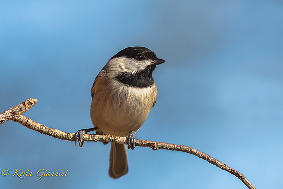 Carolina Chickadee