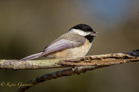 Carolina Chickadee