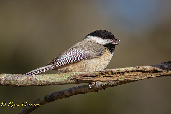 Carolina Chickadee