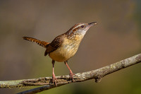 Carolina Wren