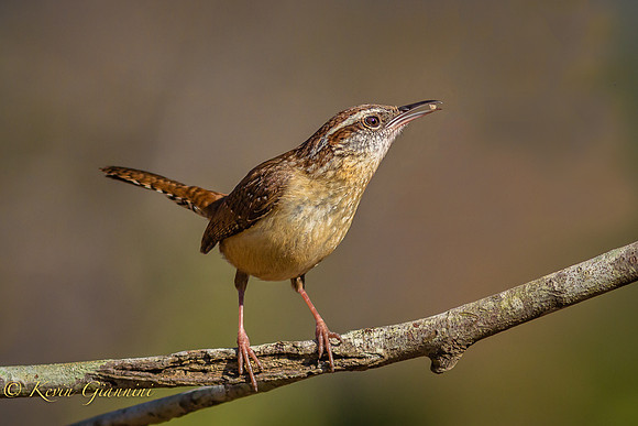 Carolina Wren