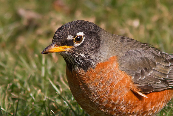 American Robin