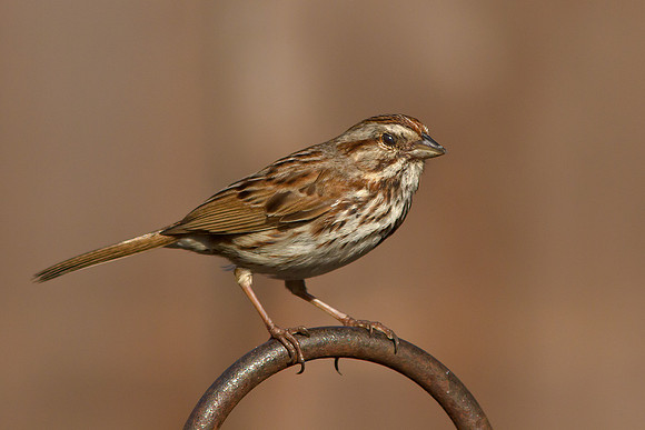 Sparrow