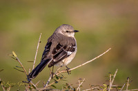 Northern Mockingbird