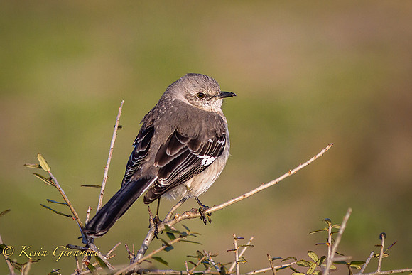 Northern Mockingbird