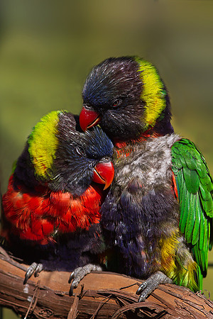Lorikeets