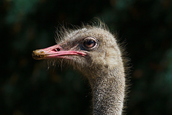 Emu