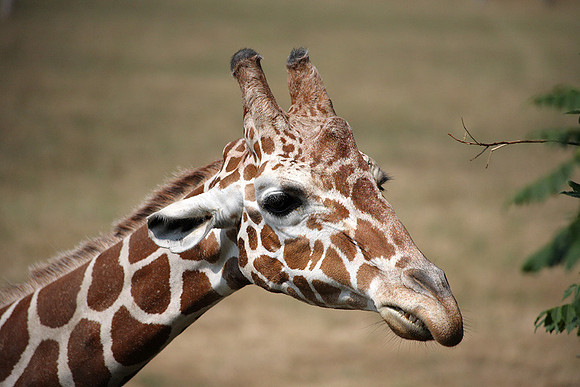 Cape May Zoo
