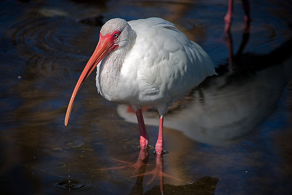 Ibis