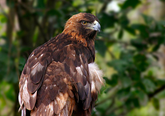 Hawk