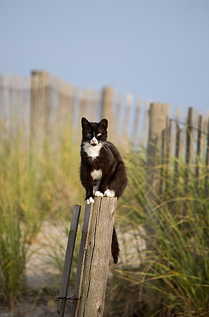 Stray cat