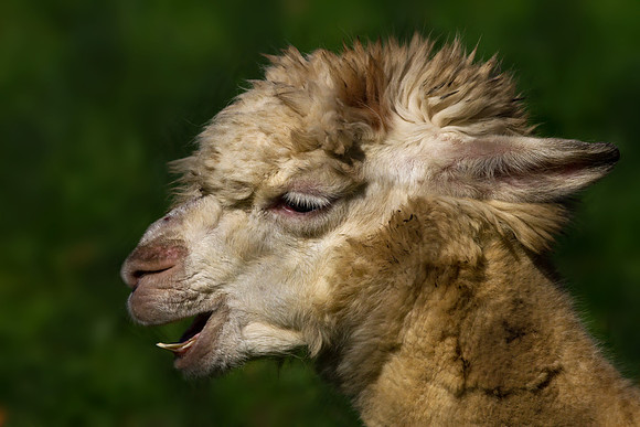 Alpaca