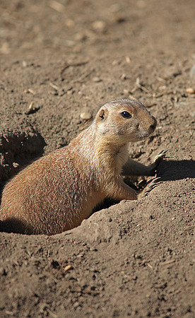 Prairie Dog