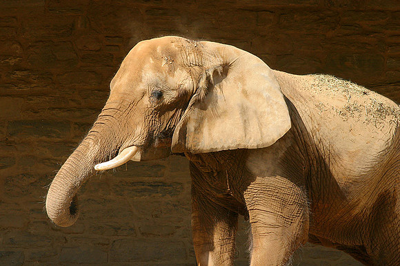 African Elephant