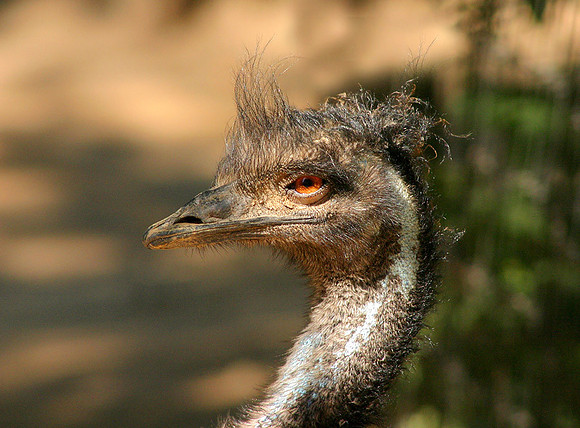 Australian Emu