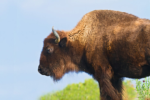 American Bison