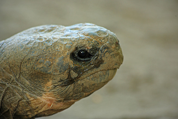 Old Man Turtle