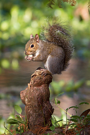 Hungry Squirrel